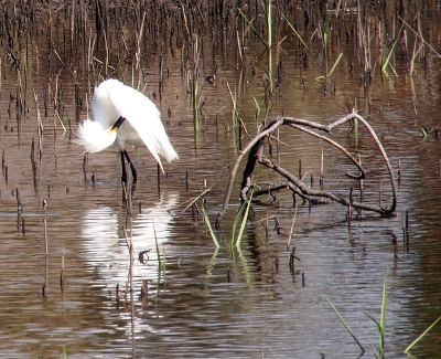 [All white bird with black bill and legs stands in water which partially covers its lower legs. It has its head bent down and around so its bill can reach the underside of its left wing. The feathers on the back of its head are splayed. There is vegetation stalks (maybe grass) sticking out of the water as well as some bent branches from a tree nearby.]